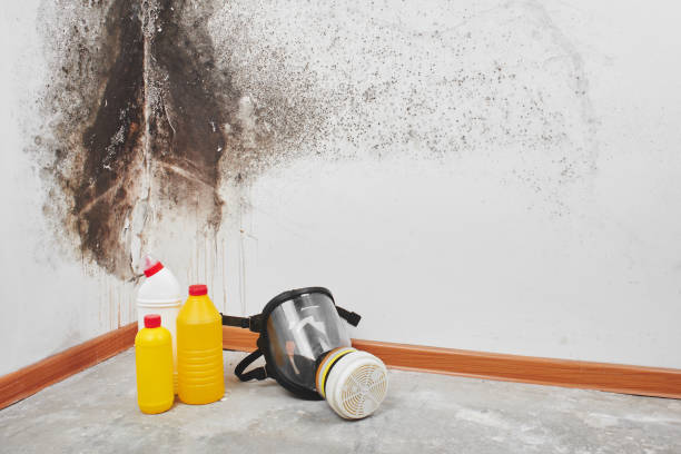 Best Black Mold Removal  in Ettrick, VA