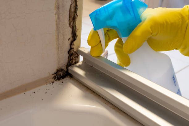 Best Best Mold Removal Companies  in Ettrick, VA