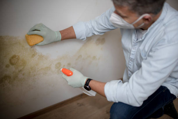 Best Professional Mold Removal  in Ettrick, VA