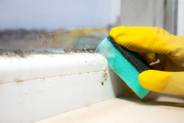 Attic Mold Removal in Ettrick, VA
