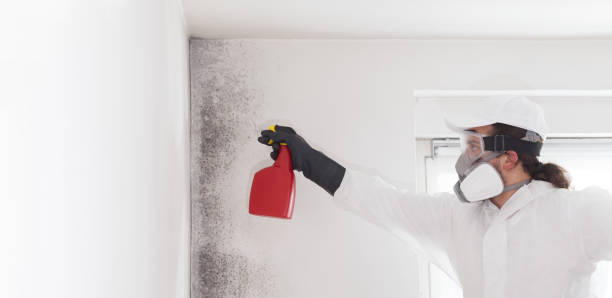 Professional Mold Removal in Ettrick, VA