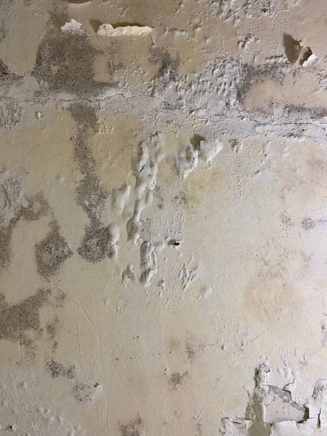 Best Same-Day Mold Removal  in Ettrick, VA
