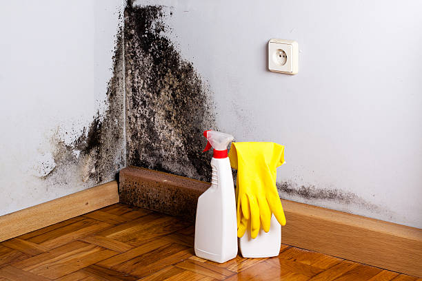 Best Mold Removal Near Me  in Ettrick, VA