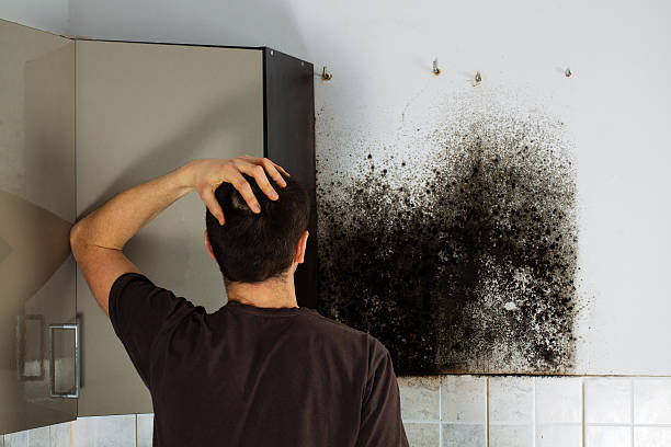 Best Mold Cleaning Services  in Ettrick, VA