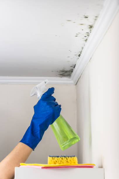 Best Affordable Mold Removal  in Ettrick, VA